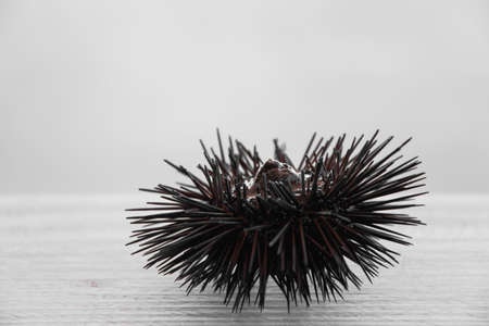 Sea urchinの写真素材