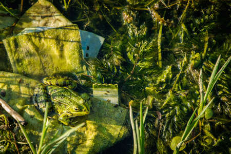 Camouflage frog in the pondの写真素材