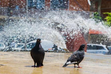 Two pigeons refreshing in the fountainの写真素材