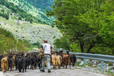 Shepherd with goats going to the mountainの写真素材