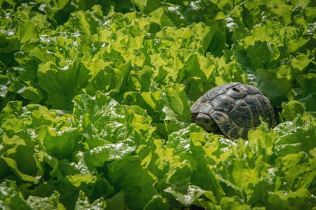 Little turtle on green leavesの写真素材