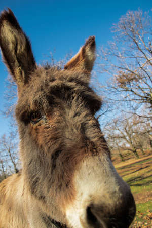 Curious donkeyの写真素材