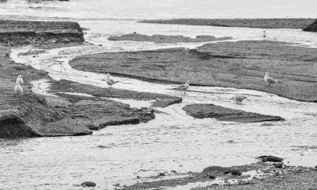 Seagulls in the riverの写真素材