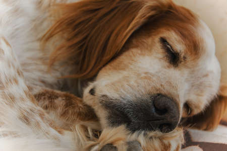 Sleeping dogの写真素材