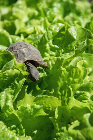 Little turtle on green leavesの写真素材