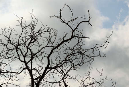 Bare treeの写真素材