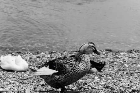 Duck on the beachの写真素材