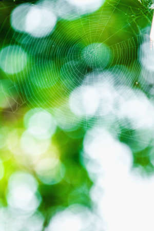 Spider webの写真素材