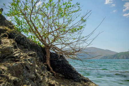 Lonely tree raised on the rock