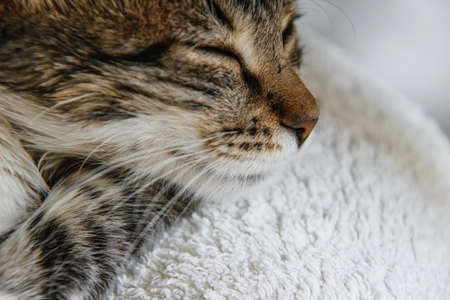 Sleeping Kittyの写真素材