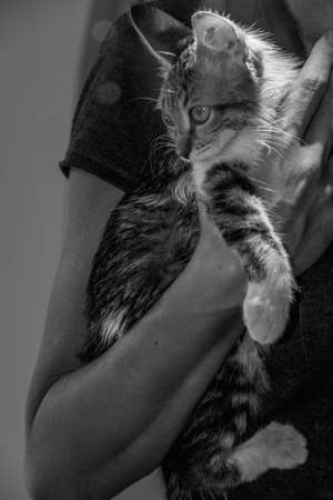 Woman holding a small kitten in her armsの写真素材