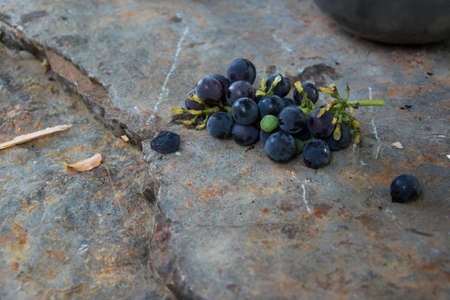 Grape bunch on the tableの写真素材