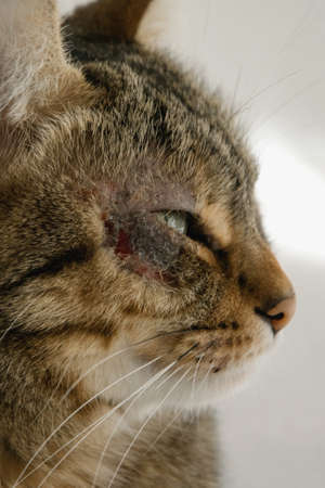 Cat with dermatitis problem near the eyeの写真素材