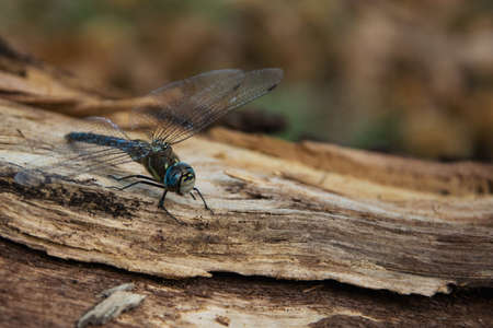 Beautiful dragonfly in the forest (Aeshna juncea)の写真素材