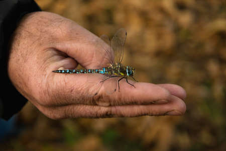Beautiful dragonfly (Aeshna juncea) resting on the handの写真素材