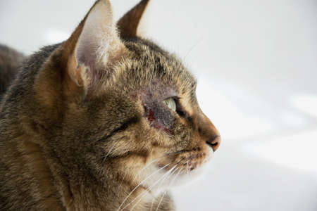 Cat with dermatitis problem near the eyeの写真素材