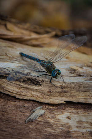 Beautiful dragonfly in the forest (Aeshna juncea)の写真素材