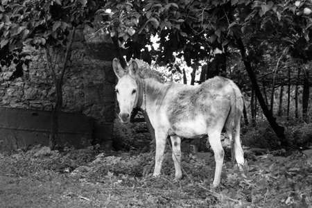 Donkey in black and white