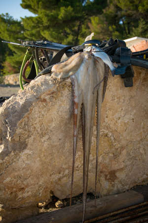 Fresh octopus and underwater fishing gear on the rockの写真素材