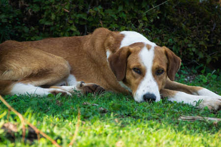 Dog relaxing on the grass