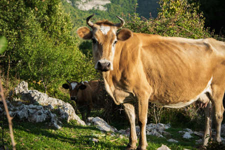 Free cows grazing in the mountainsの写真素材