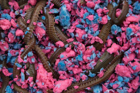 Fishing live wormsの写真素材