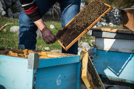 Beekeeper with the beehive. Authentic farm life