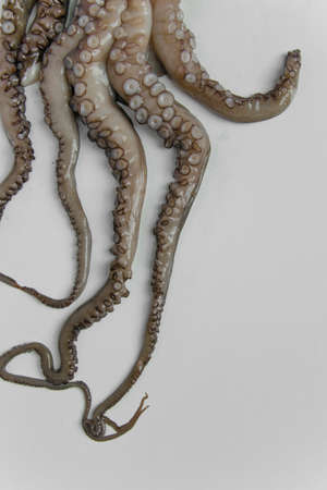 Octopus on white background with space for recipe or text