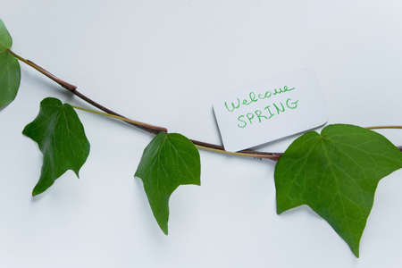 Greeting card "Welcome spring" on white background with green leaves and space for text. Fresh, seasonal conceptの写真素材