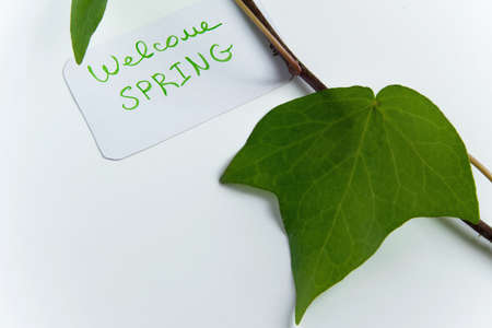 Greetng card "Welcome spring" on white backgroung with green leaves and space for text. Fresh, seasonal conceptの写真素材