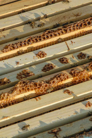 Frame of a beehive. Working bees on honeycombs filled with honey