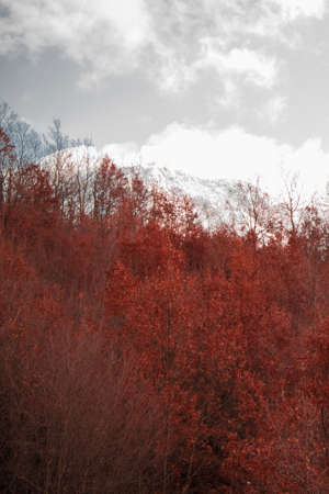 Natural background - the golden trees in the mountains. Space for textの写真素材