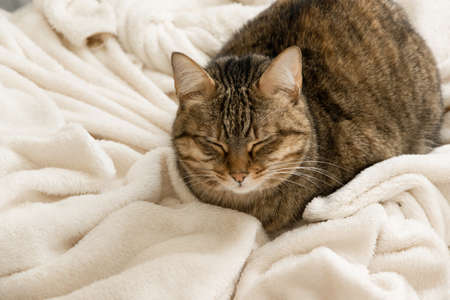 Cute domestic cat sleeping on the warm cozy plaid, space for text