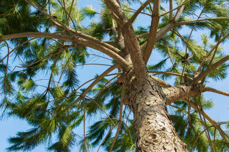 Natural background of pine tree on sky background