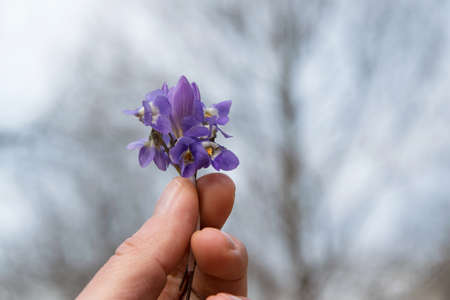 Woman hand holding a wildflowers, space for textの写真素材