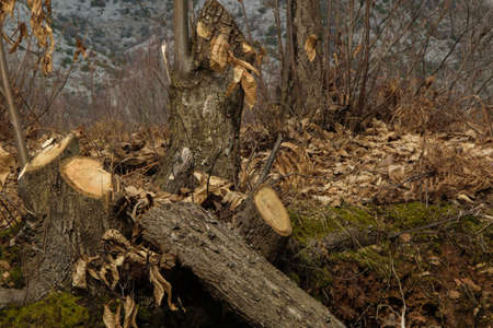 Deforestation - young trees cut in the wood for timber