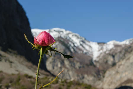 The arrival of the beautiful season - a wild blossom rose, with mountains in the backgroundの写真素材