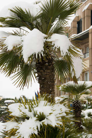 The tropical palms covered by snow, cold weather conceptの写真素材