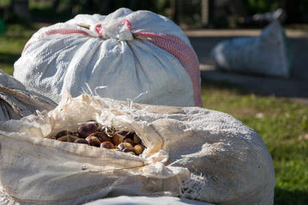 Hemp sacks full of harvest chestnuts accumulated on the ground. Agriculture, business conceptの写真素材