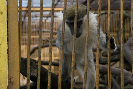 Gabon monkey in a cage