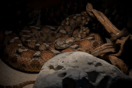 Macrovipera lebetina - venomous viper species in terrarium