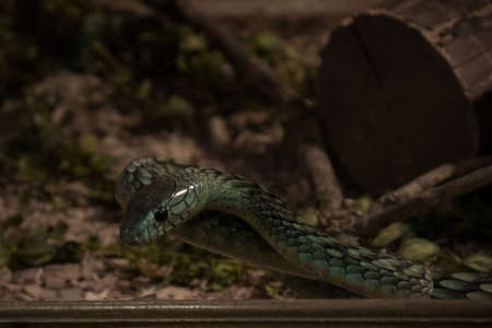 The eastern green mamba (Dendroaspis angusticeps), a highly venomous snake species in terrarium