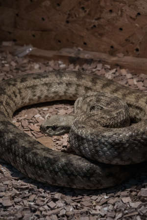 Dangerous poisonous snake in the terrarium  - Carpet viper