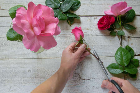 Top view of female decorator arranging roses on the wooden table, Concepts - fiorist, occupation,...