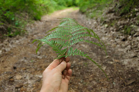 Personal perspective of woman hand holding fern leaf to indicate the road, Background - mountain...