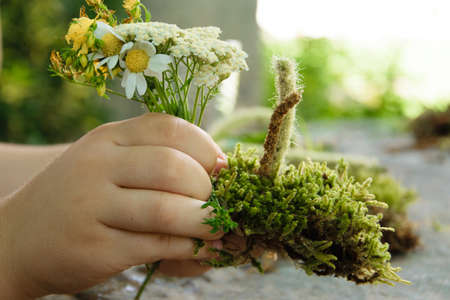 Crop view of child hands playing with green moss and wild flowers. Concepts - grow healthy with nature contact, develop fantasyの写真素材