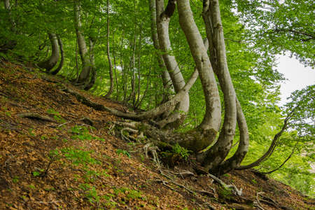 Magical crooked trees in the forest. Albania, Europeの写真素材