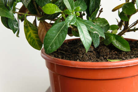 Sick gardenia plant with falling yellow leaves because of parasites, water or wrong temperature, gardening conceptの写真素材