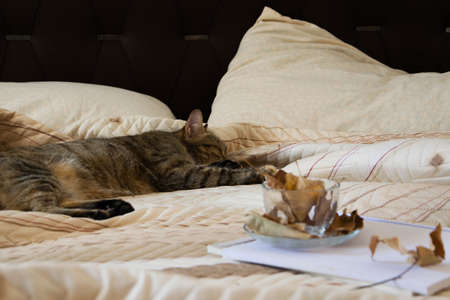Cozy indoor autumn mood, sleeping cat in the comfortable bed, workbook and coffee cup with autumn leavesの写真素材