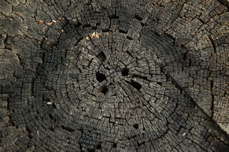 Abstract background of aged dry chestnut  trunkの写真素材